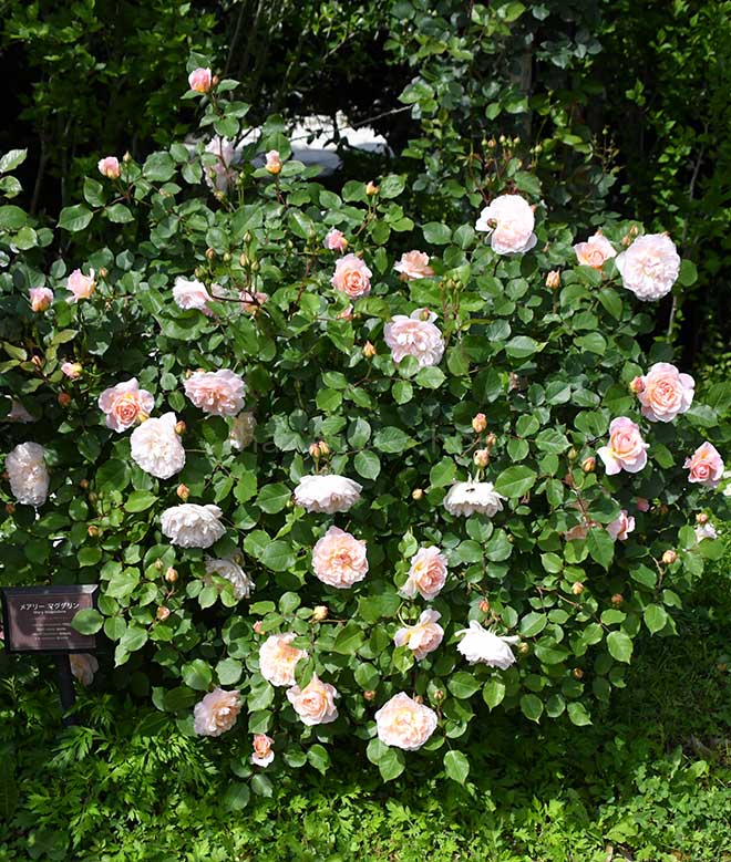 バラ メアリー マグダリン|花の手帖の薔薇図鑑