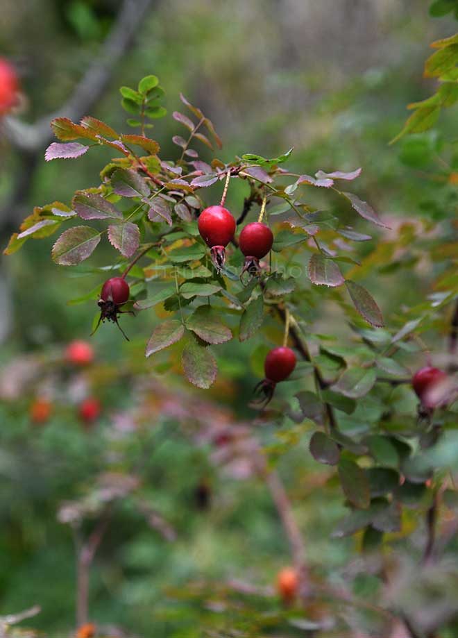 バラ メアリー クイーン オブ スコット|花の手帖の薔薇図鑑
