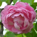 バラ メアリーローズ|花の手帖の薔薇図鑑