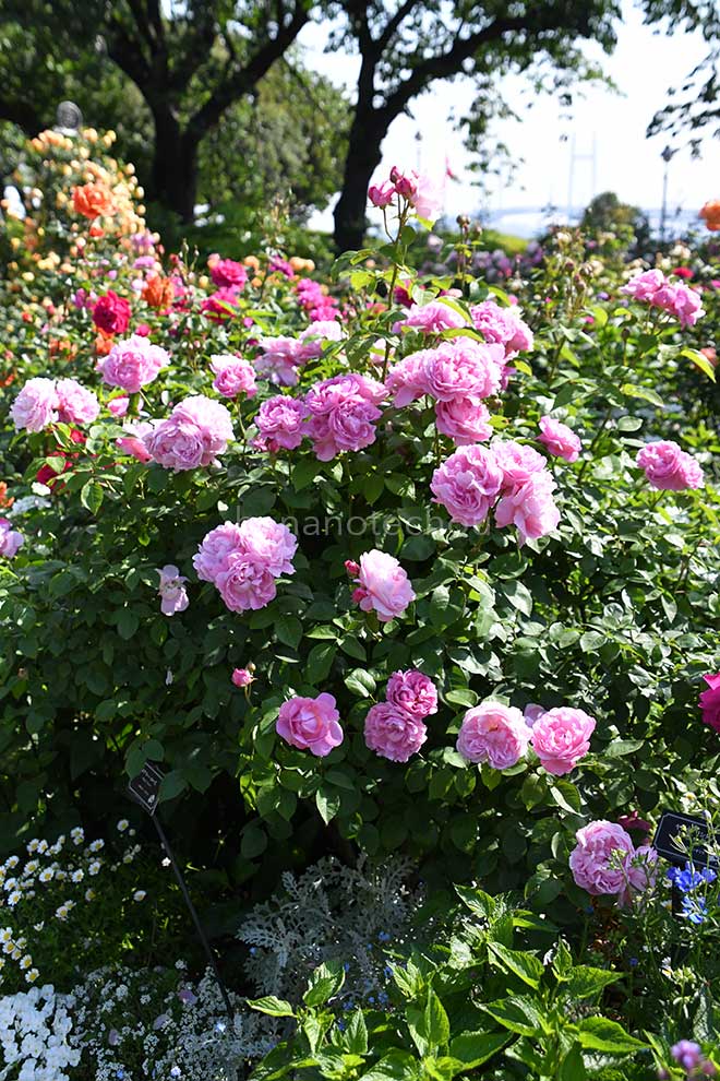 バラ メアリーローズ|花の手帖の薔薇図鑑