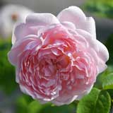 バラ エグランタイン|花の手帖の薔薇図鑑