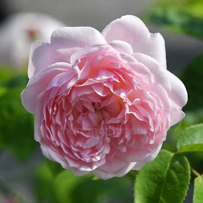 バラ マサコ/エグランティーヌ
|花の手帖の薔薇図鑑