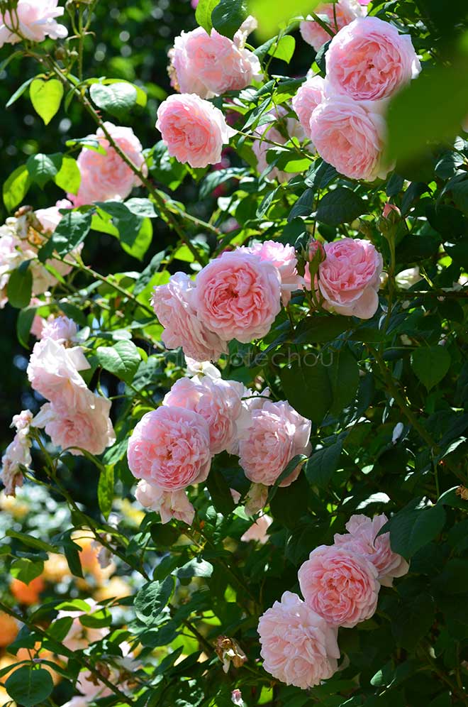 バラ マサコ/エグランティーヌ
|花の手帖の薔薇図鑑