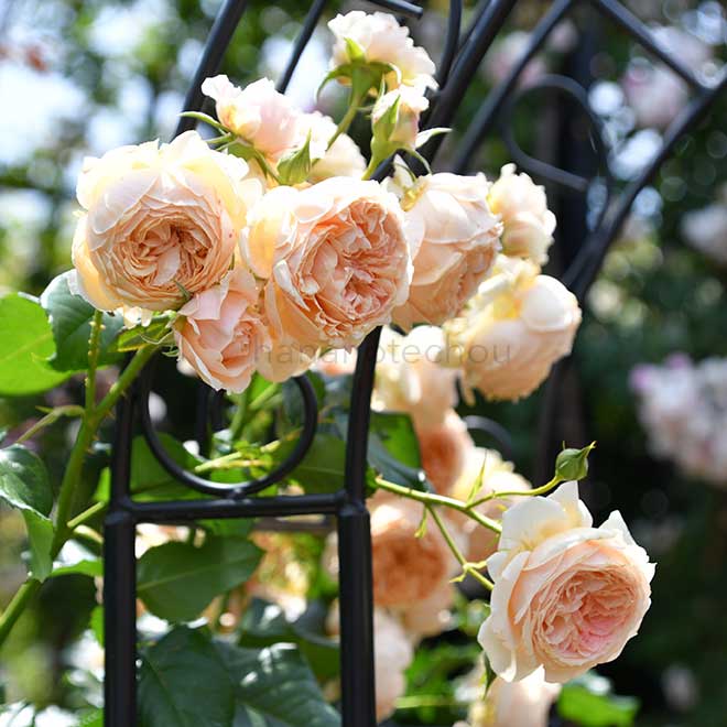 バラ 真宙|花の手帖の薔薇図鑑