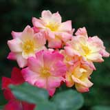 バラ マスケラード｜花の手帖の薔薇図鑑