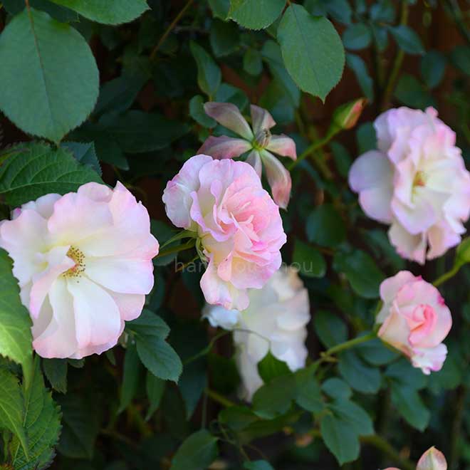 バラ つる マチルダ｜花の手帖の薔薇図鑑