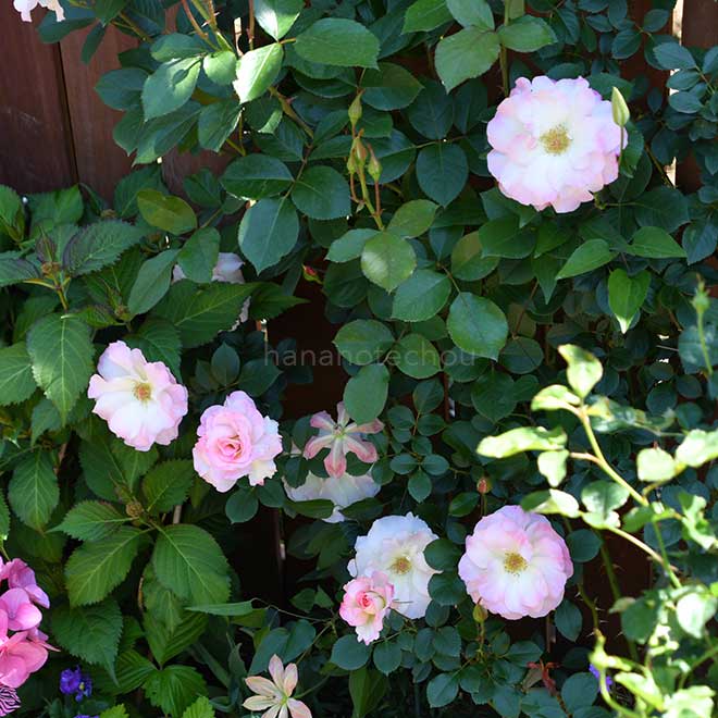 バラ つる マチルダ｜花の手帖の薔薇図鑑