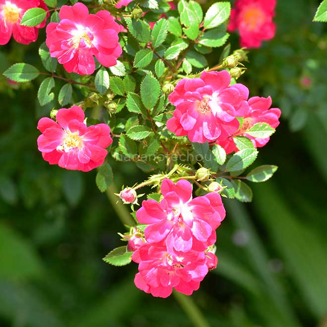 バラ 万灯火(まとび)|花の手帖の薔薇図鑑