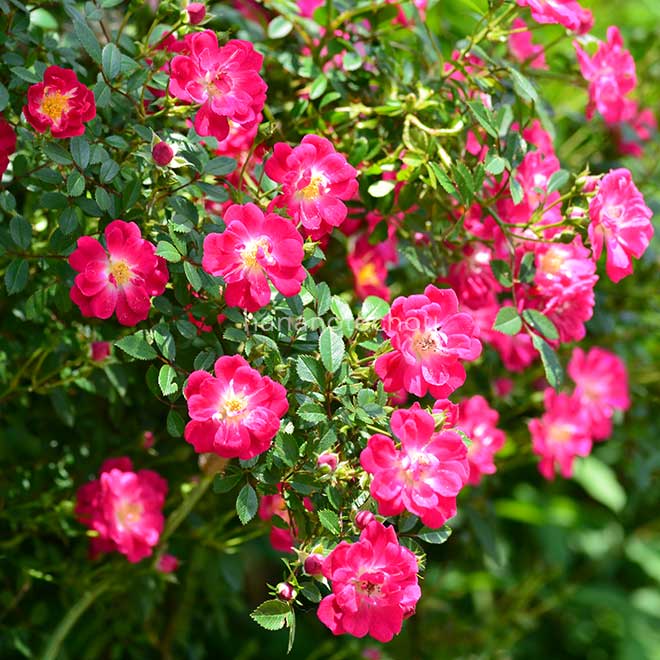 バラ 万灯火(まとび)|花の手帖の薔薇図鑑