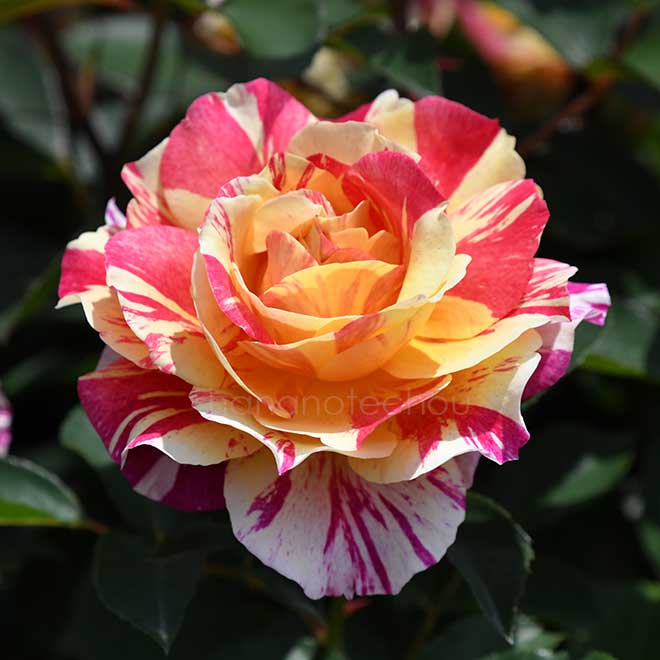 バラ モーリス ユトリロ｜花の手帖の薔薇図鑑