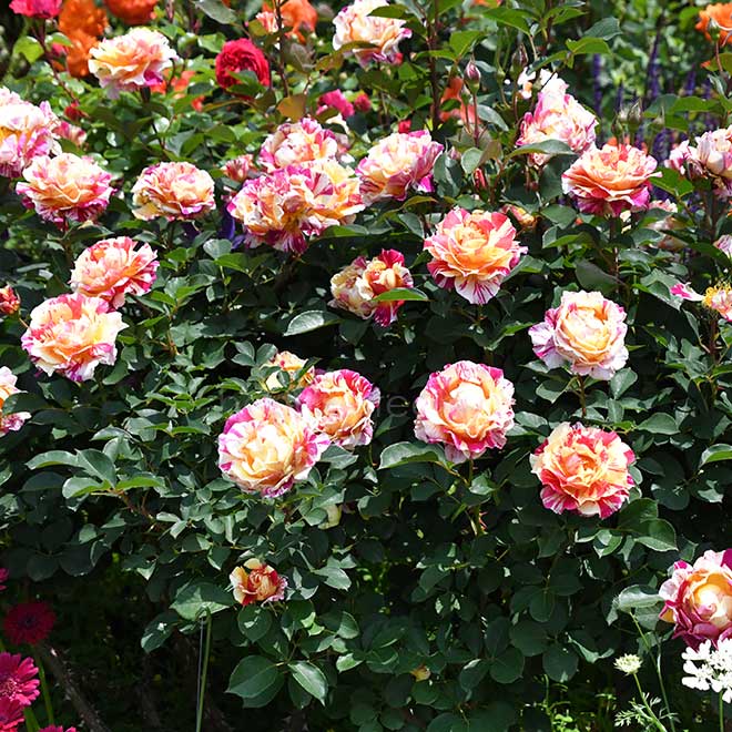 バラ モーリス ユトリロ｜花の手帖の薔薇図鑑