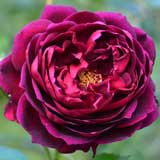 バラ 真夜｜花の手帖の薔薇図鑑