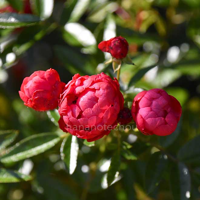 バラ メイワンダー｜花の手帖の薔薇図鑑