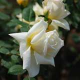 バラ マグレディーズ イエロー|花の手帖の薔薇図鑑