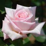 バラ メモリアム｜花の手帖の薔薇図鑑