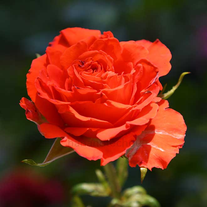 バラ メルセデスコルダーナ｜花の手帖の薔薇図鑑