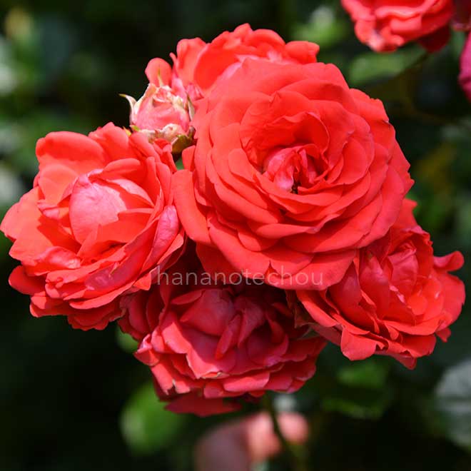 バラ メルセデスコルダーナ｜花の手帖の薔薇図鑑