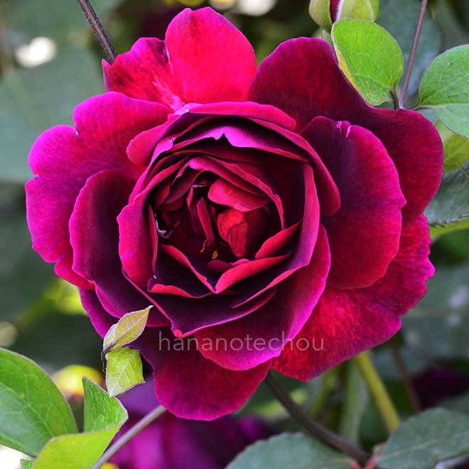 バラ マーシー|花の手帖の薔薇図鑑