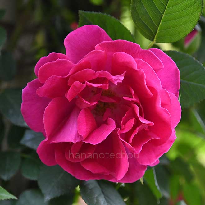 バラ メテオ|花の手帖の薔薇図鑑