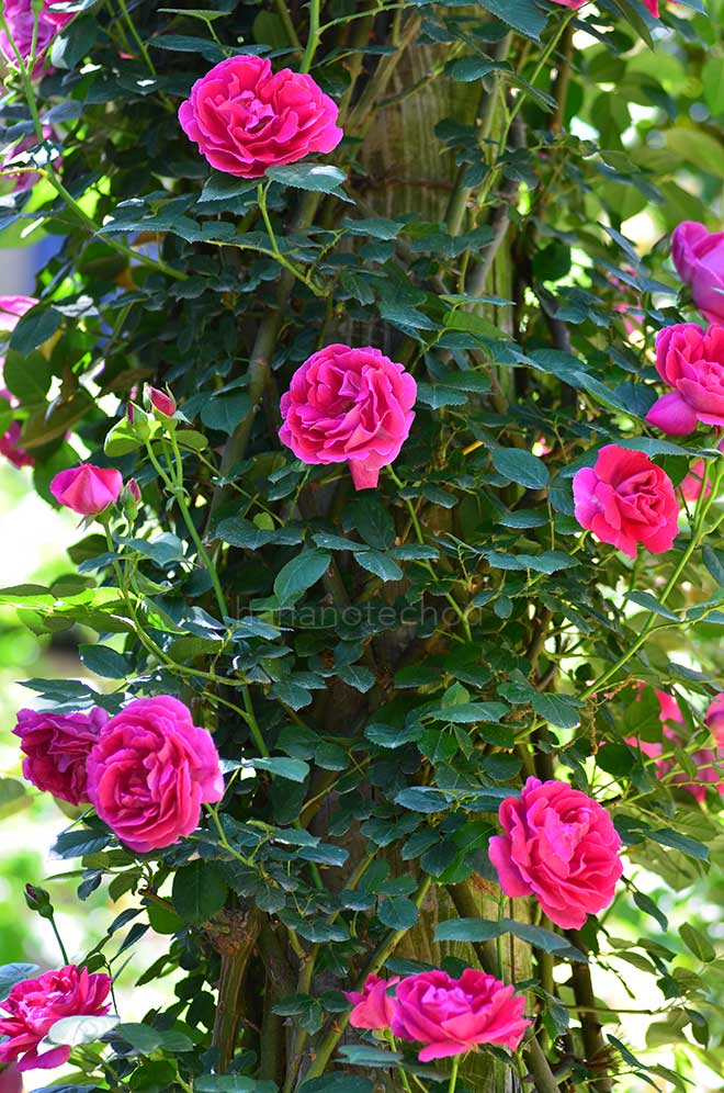 バラ メテオ|花の手帖の薔薇図鑑