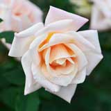 バラ ミシェルメイアン｜花の手帖の薔薇図鑑