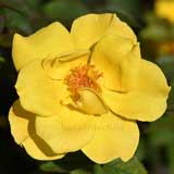 バラ マイダスタッチ｜花の手帖の薔薇図鑑