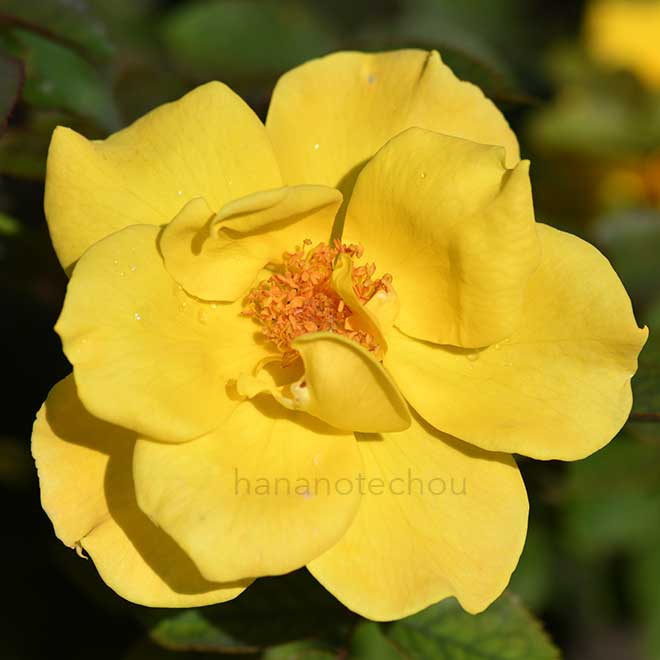 バラ マイダス タッチ|花の手帖の薔薇図鑑