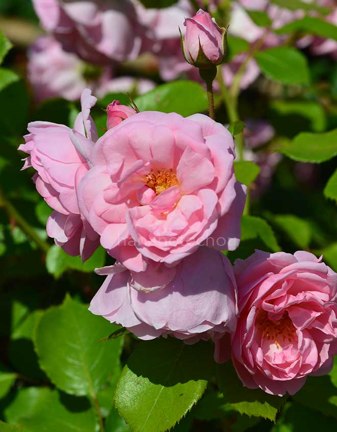 バラ ミルローズ｜花の手帖の薔薇図鑑