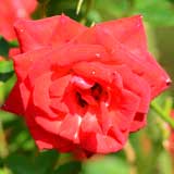 バラ ミニジェット｜花の手帖の薔薇図鑑