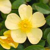 バラ ミニライツ｜花の手帖の薔薇図鑑