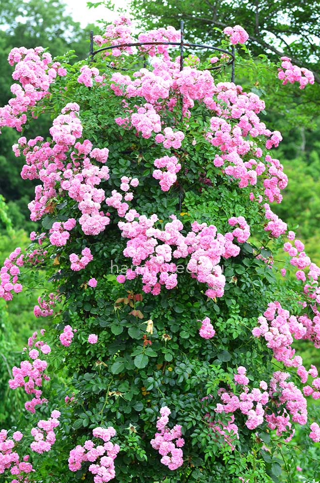 バラ ミネハハ｜花の手帖の薔薇図鑑