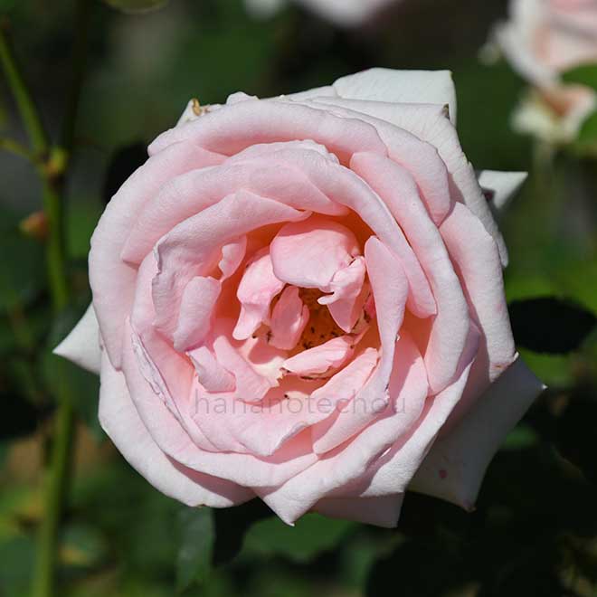 バラ 未来｜花の手帖の薔薇図鑑