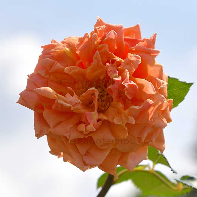 バラ ミス ロリータ アーマー｜花の手帖の薔薇図鑑