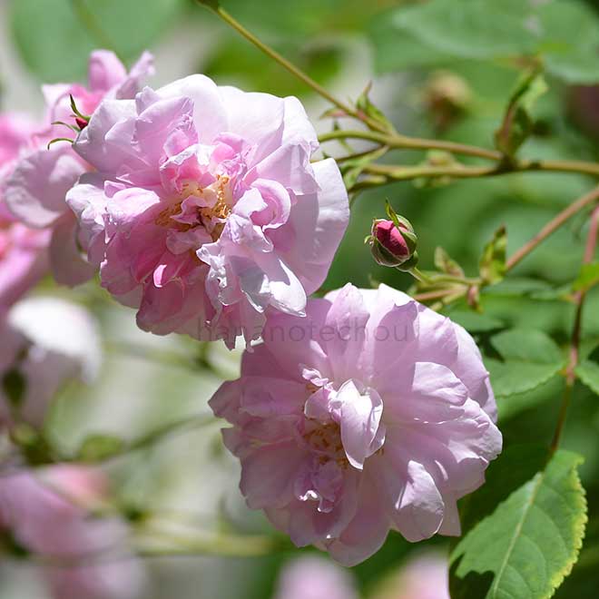 バラ ミストレス クイックリー|花の手帖の薔薇図鑑