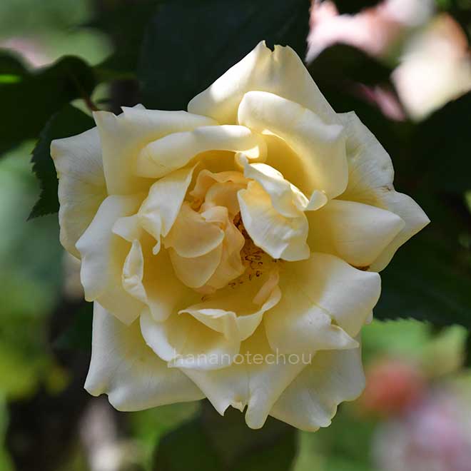 バラ マドモアゼル ジャンヌ フィリップ|花の手帖の薔薇図鑑