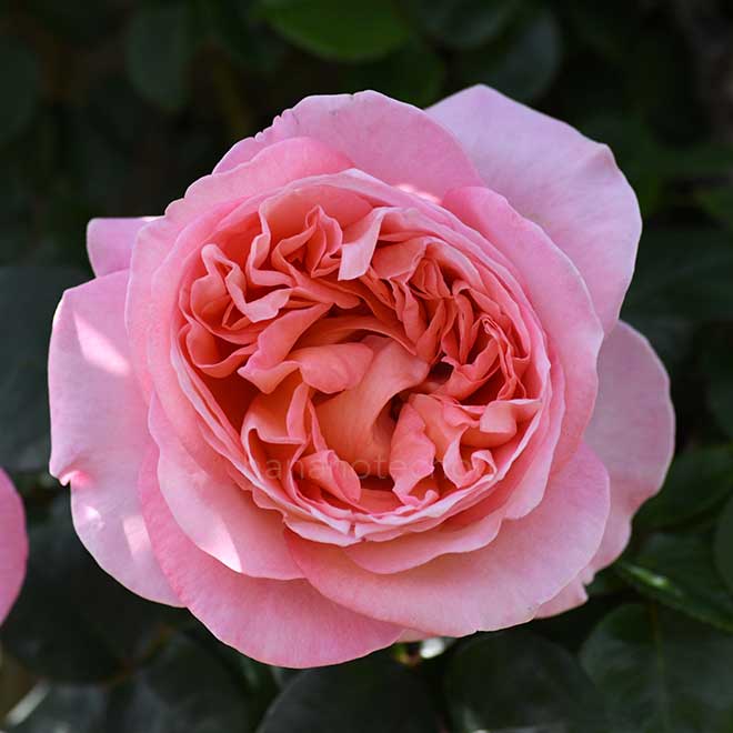 バラ マドモアゼル メイアン|花の手帖の薔薇図鑑