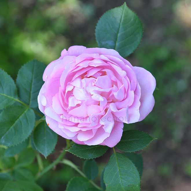 バラ マドモワゼル レネー デニス|花の手帖の薔薇図鑑