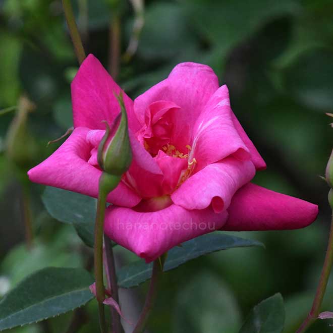 バラ マダムアントワーヌレベ｜花の手帖の薔薇図鑑