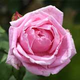 バラ マダム キャロリン テストー|花の手帖の薔薇図鑑