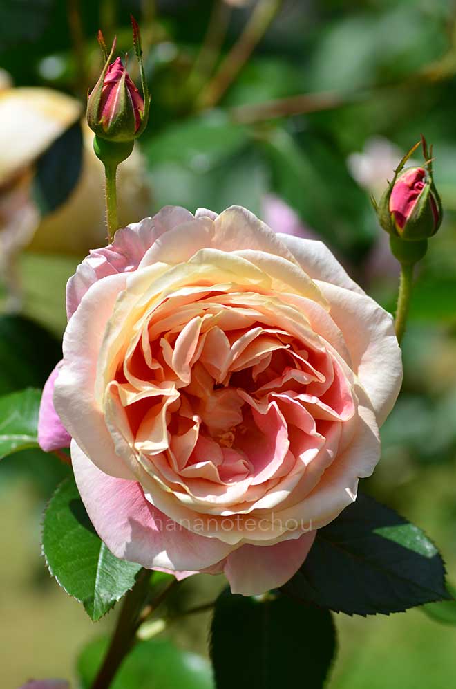 バラ マダム クロード オリビエ｜花の手帖の薔薇図鑑