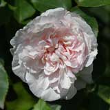 バラ マダムコーネリサ｜花の手帖の薔薇図鑑