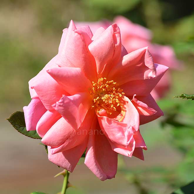 バラ マダム エドアール エリオ｜花の手帖の薔薇図鑑