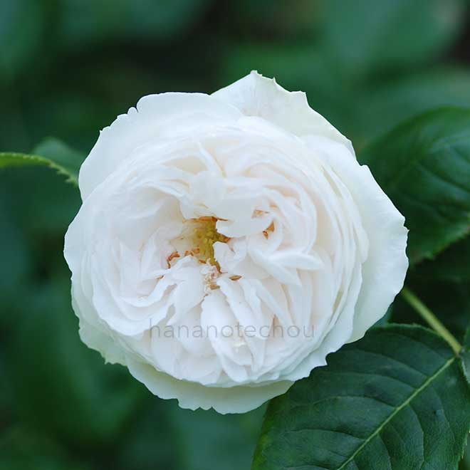 バラ マダム フランソワーズ ピテ|花の手帖の薔薇図鑑