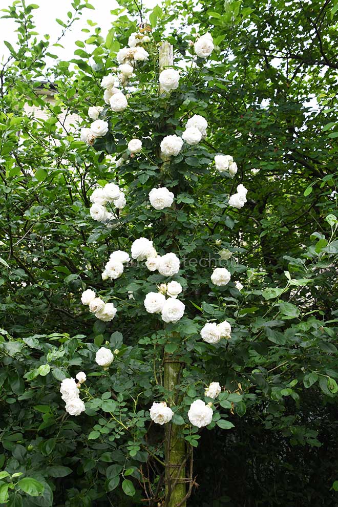 バラ マダム フランソワーズ ピテ|花の手帖の薔薇図鑑