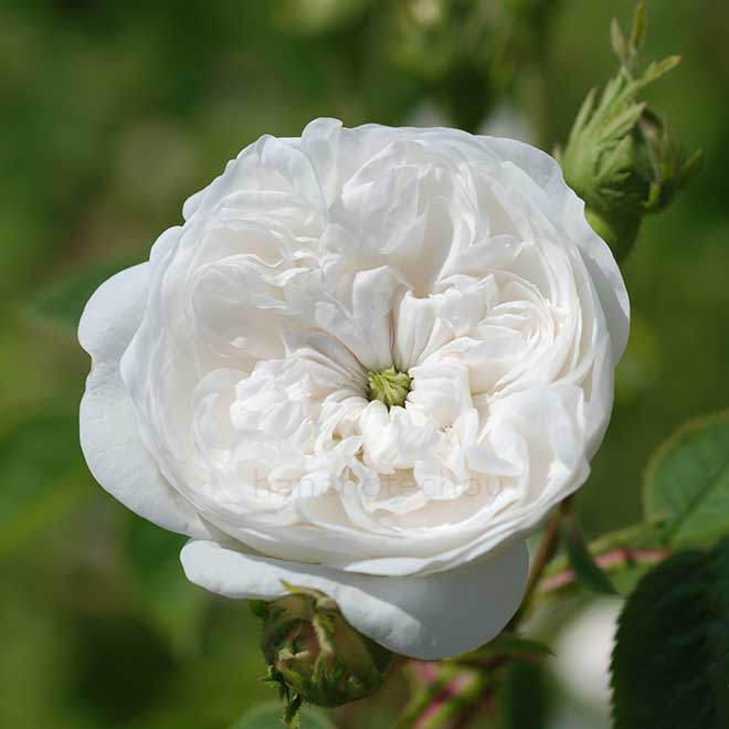 バラ マダムアルディ|花の手帖の薔薇図鑑