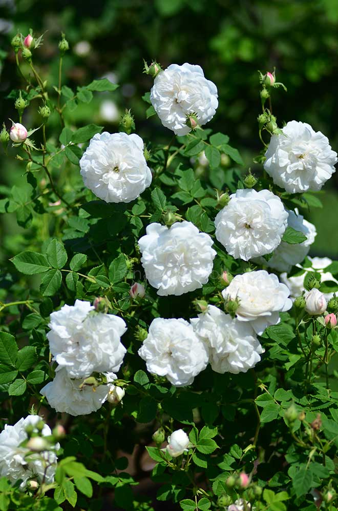 バラ マダムアルディ|花の手帖の薔薇図鑑