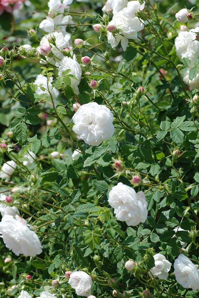バラ マダムアルディ|花の手帖の薔薇図鑑