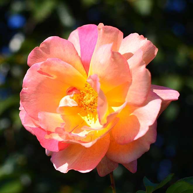 バラ マダム アンリ ギヨー｜花の手帖の薔薇図鑑