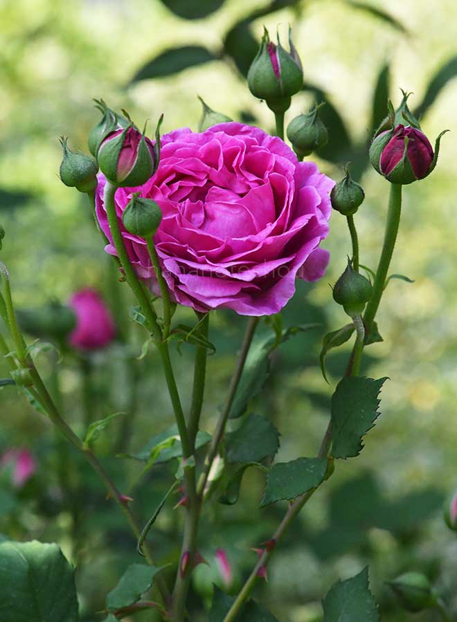 バラ マダムイザークペレール｜花の手帖の薔薇図鑑