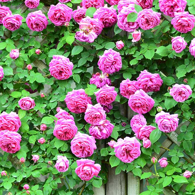 バラ マダムイザークペレール｜花の手帖の薔薇図鑑